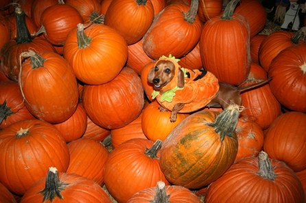 dmxbunnysf45hqe8smsysdglo1_1280